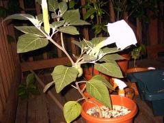 Datura Inoxia flowering