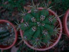 Top of a Trichocereus Tersheckii