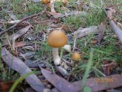 Mycology