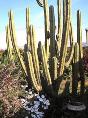 Cacti & Succulents