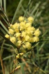 Acacia iteaphylla