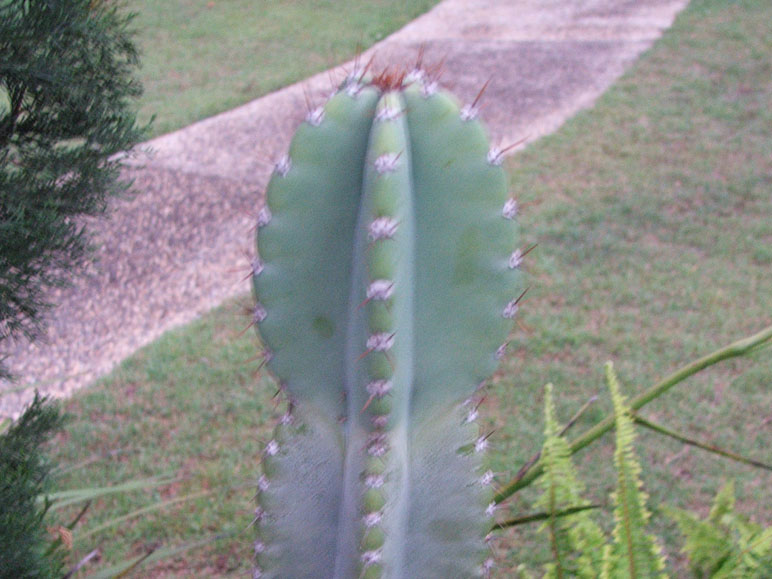 211005 - Cacti.jpg
