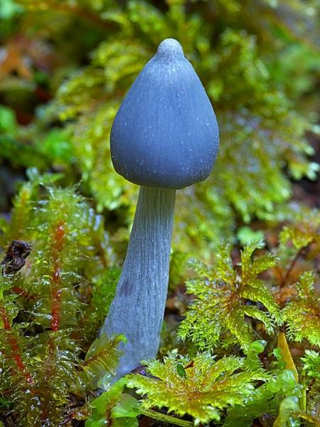Blue Mushroom - Australia