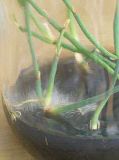 Ephedra gerardiana rooted TC clone pic