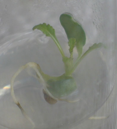 Another aseptically germinated Lagochilus seed