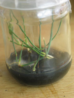 More Ephedra gerardiana rooted TC pics