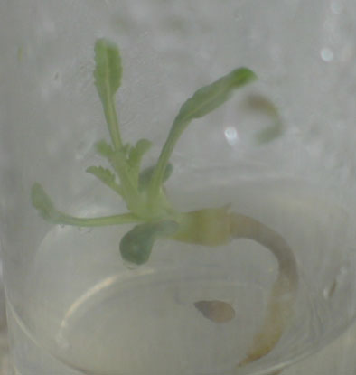 Aspetically germinated seed of Lagochilus inebrians