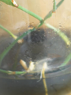 Ephedra gerardiana TC showing root development