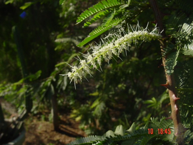 Mimosa Hostiles Flower