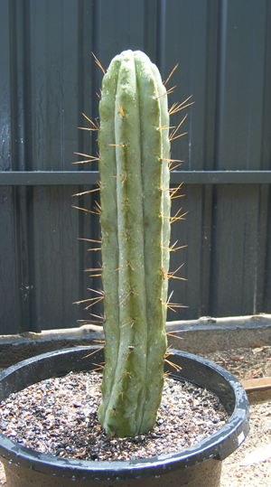 t.bridgesii or hybrid?