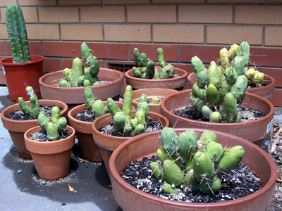 t.Bridgesii monstrose