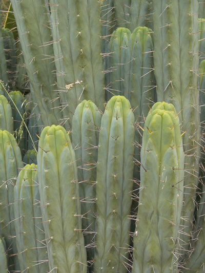 T.Bridgesii "Bruce's" mother midleshot