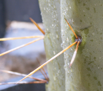 t.bridgesii or hybrid? more pics