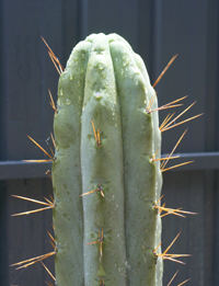 t.bridgesii or hybrid? more pics