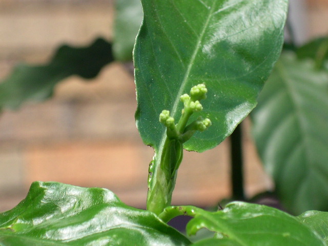 Smaller P. carthaginensis starting to flower