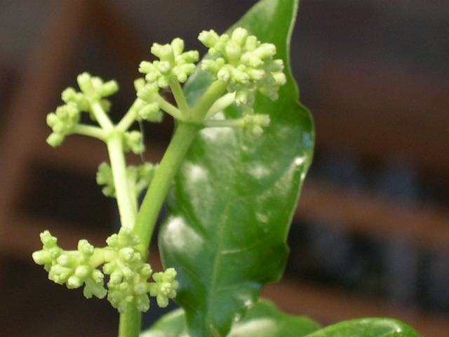 Psychotria carthaginensis in bud