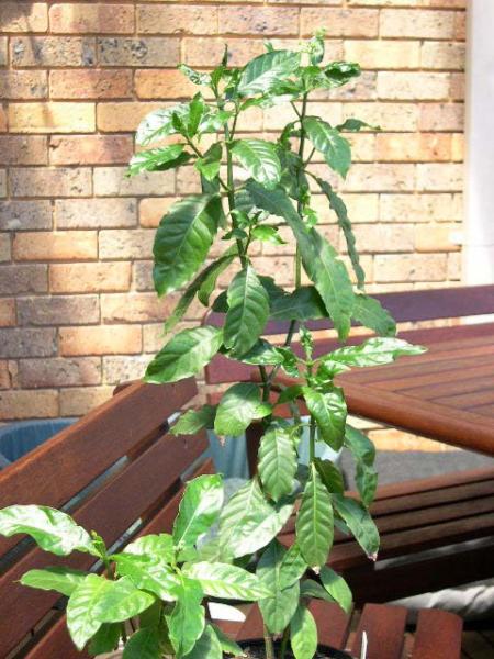 >60cm and 20cm plants. P. carthaginensis