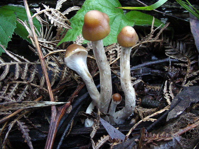 cespitose fruiting from the heysen trail