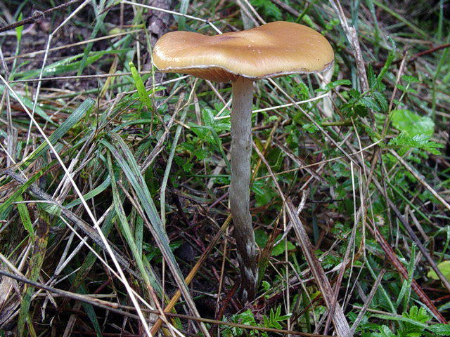 large fruit growing in a pine plantation