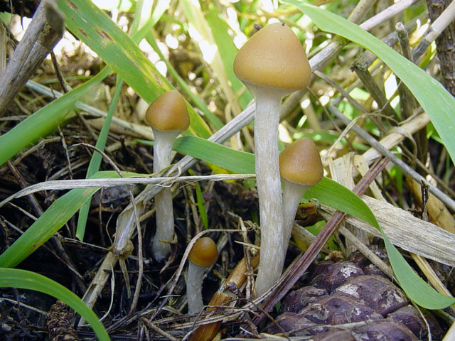 large clump of dense grass near but not in a pine forest