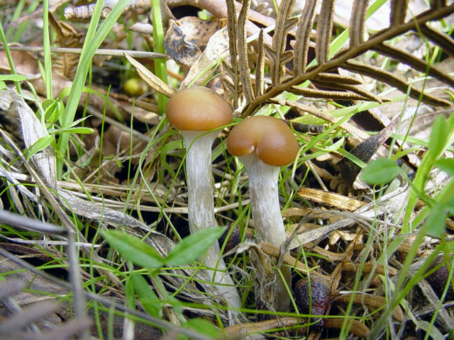 Psilocybe subaeruginosa