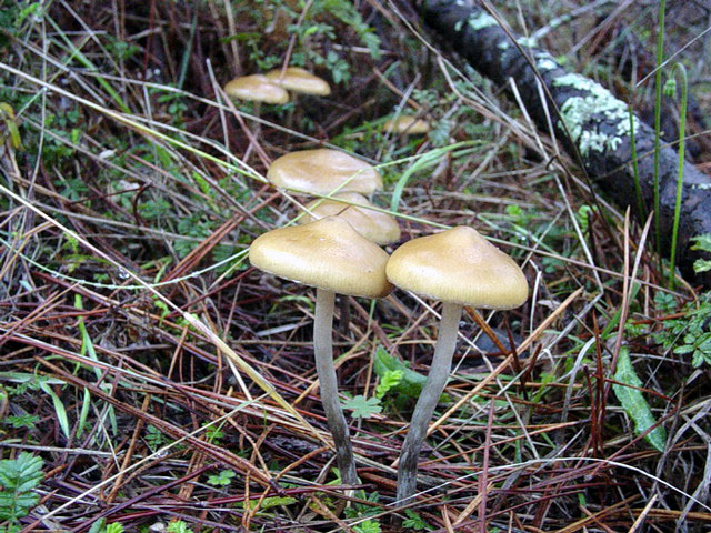 a healthy patch in a pine plantation