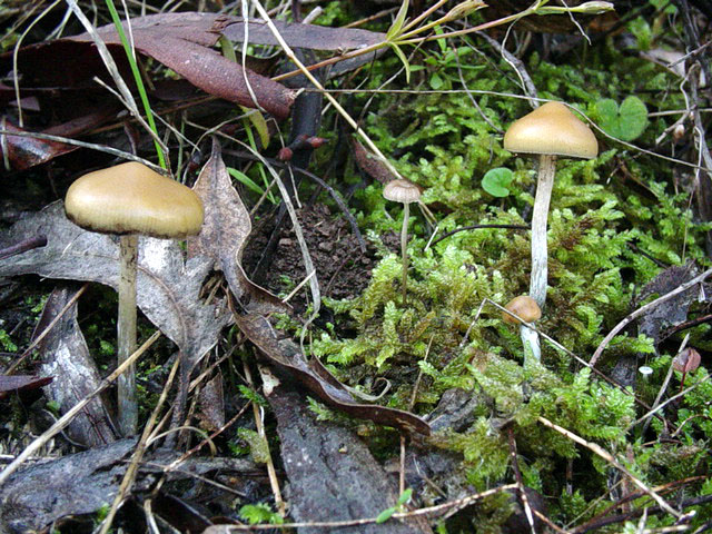 scattered fruitings from naturually mossy bushland