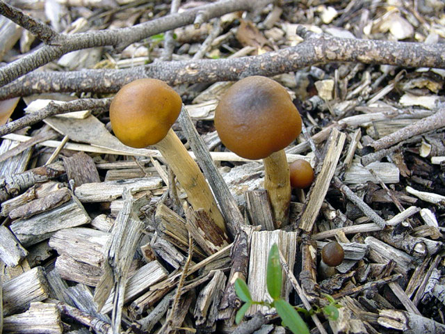 woodchip fruiting trio, elevation above 700m