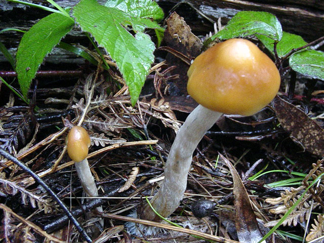 large, robust fruiting in a native forest