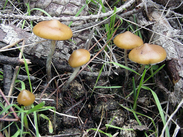 a pine plantation fruiting obtaining nutrients from dung