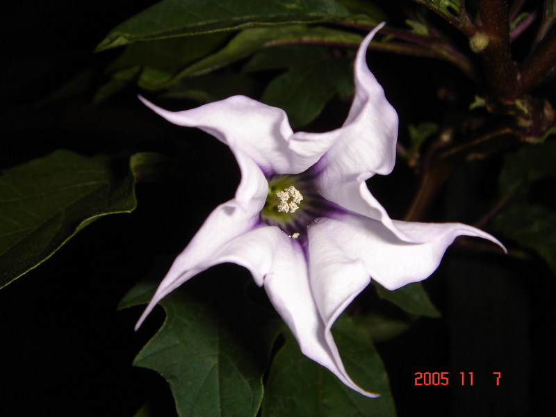 D. stramonium v. tatula nighttime flowers