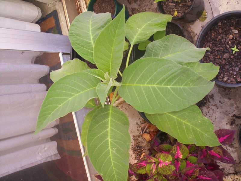 Brugmansia aurea