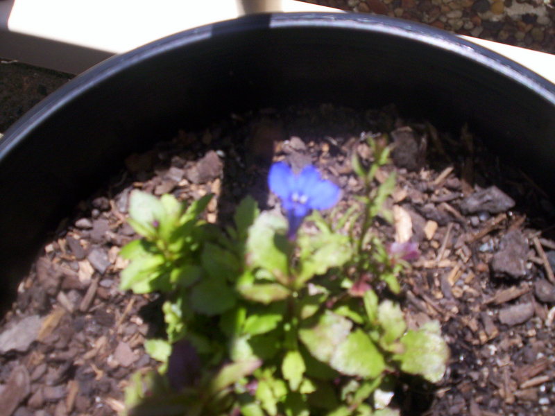 Lobelia "Blue Eyes"