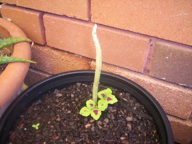 Coleus cutting sprouting new shoots
