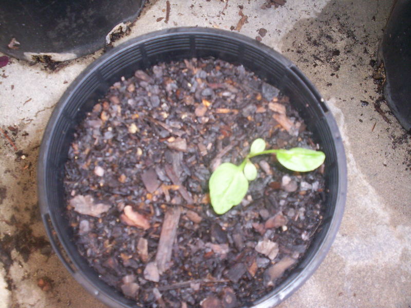 Argemone mexicana seedling