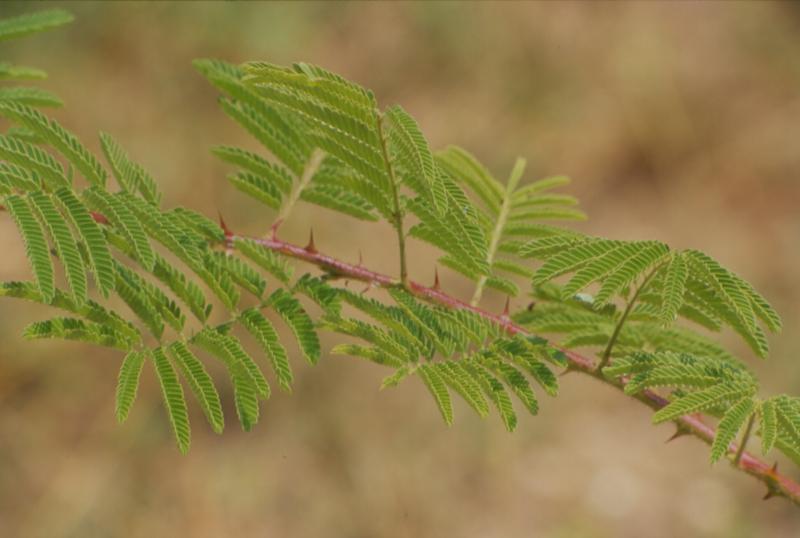 Mimosa hostilis closer.tif.jpg