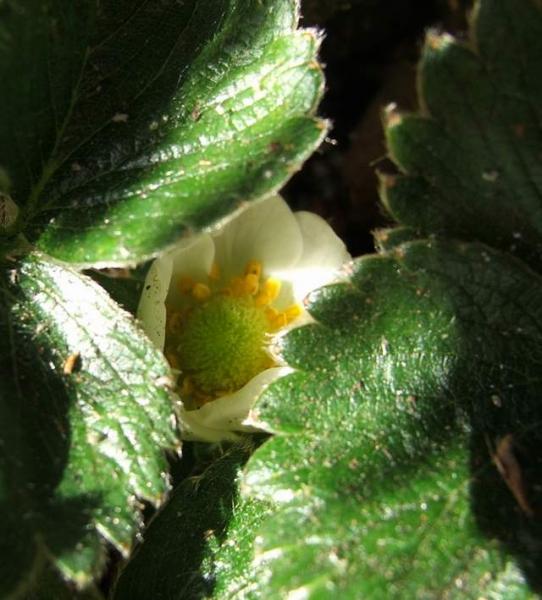 A strawberry flower hidden in some leaves