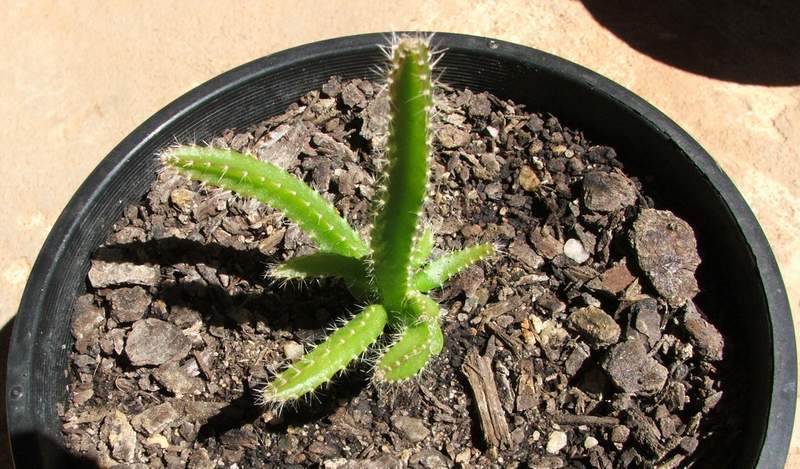 A pitaya (H. polyrhizus) pupping like a thing that pups madl