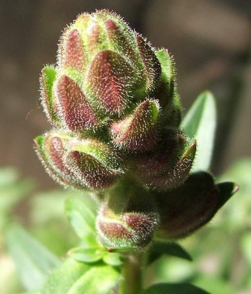 Another snapdragon bud