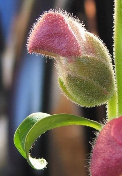 Snapdragon bud