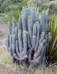 here she is.. Big Bridgesii "Bruce's" mother..