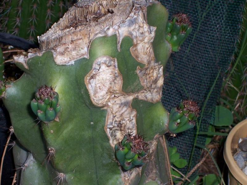 cereus peruvianus monstrose