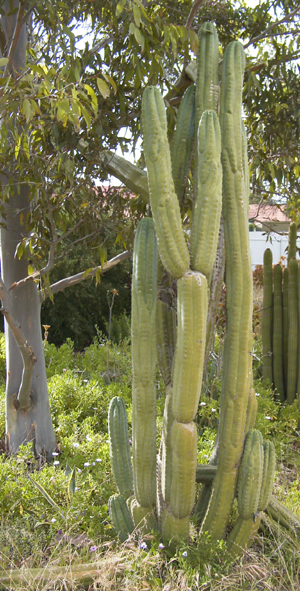 cacti