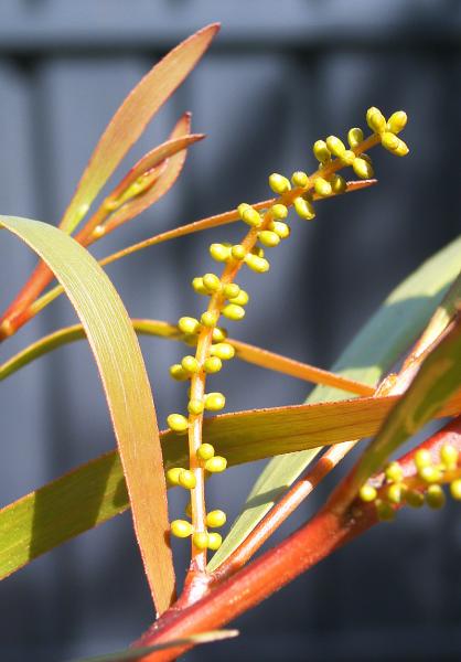 Acacia Obtusifolia Pre-flower