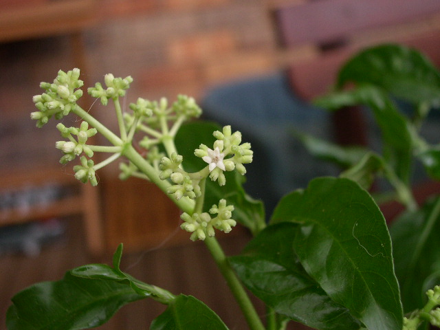 P. carthaginensis first flower