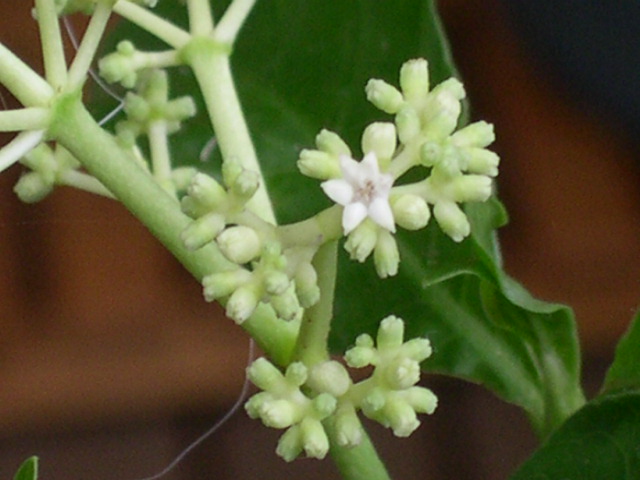 P carthaginensis flower again