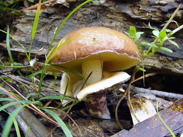 Suillus Luteus.jpg