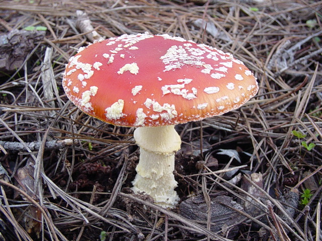 A. muscaria4.jpg