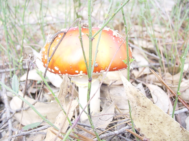 A. muscaria3.jpg