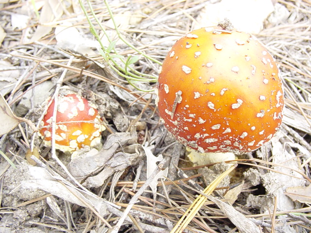 A. muscaria2.jpg